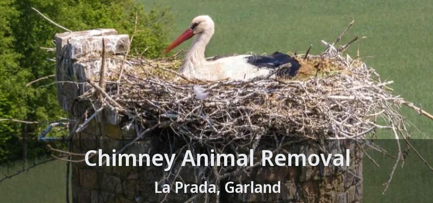Chimney Animal Removal La Prada, Garland - TX Chimney Animal Removal La Prada, Garland - TX